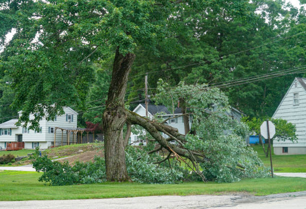 Best Local Tree Services  in Carbondale, IL